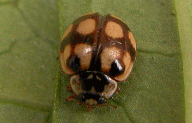 10-Spot - Ladybirds species | CHIAMAIAS JISHEBI | ჭიამაიას ჯიშები
